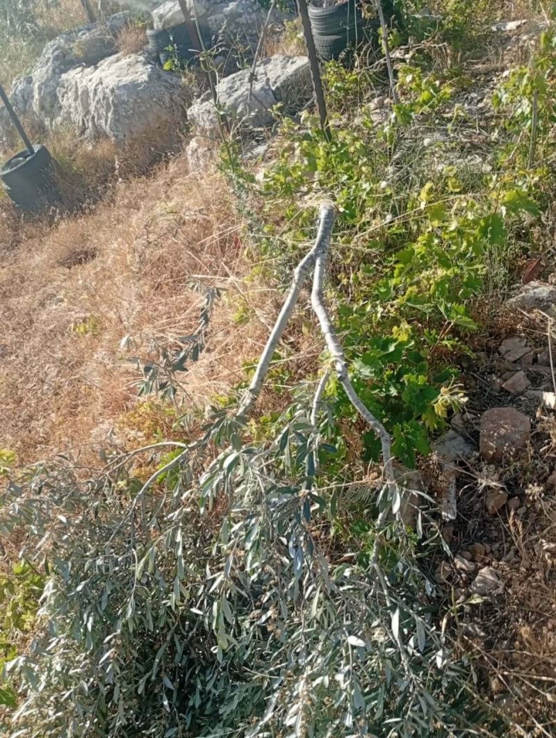 مستوطنون يقطعون 150 شجرة في ياسوف شرق سلفيت