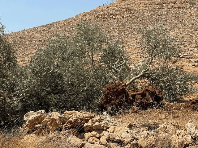 الاحتلال يقتلع عشرات أشجار الزيتون بين بلدتي عرابة ويعبد