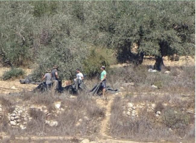 مستوطنون يسرقون ثمار زيتون ويطاردون مزارعين في مسافر يطا