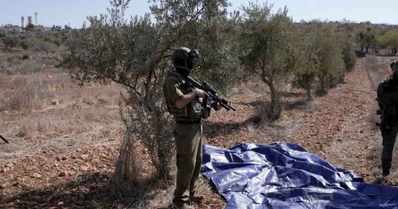 الاحتلال يمنع مواطنين من قطف الزيتون في الزاوية ومردا شمال سلفيت
