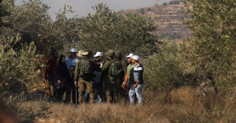 موسم الزيتون تحت الاعتداءات.. مستوطنون يهاجمون المزارعين ويمنعونهم من أراضيهم