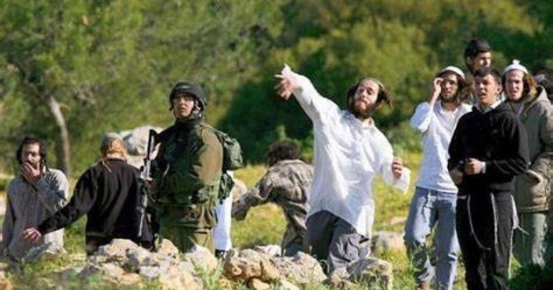 إسرائيل تفرض قيودًا جديدة على قطف الزيتون في أراضي الضفة الغربية