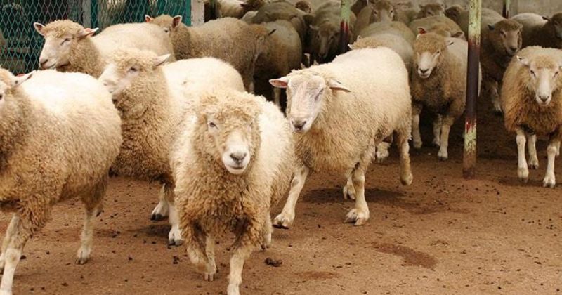 تباين أسعار الأضاحي في 8 دول عربية قبيل العيد