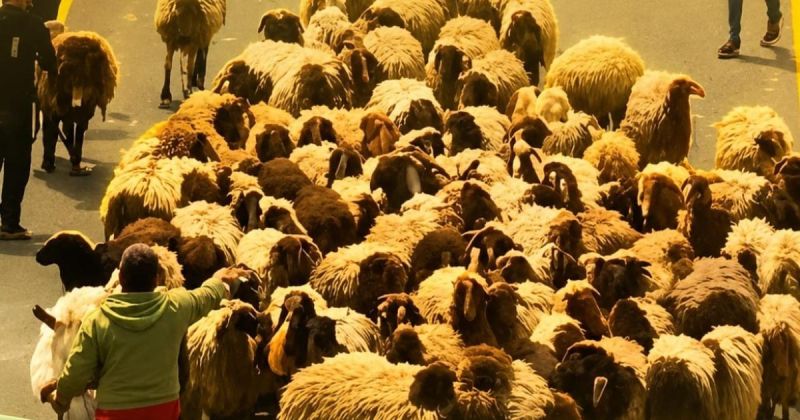 "اوعى تترك الغنم إلهم يابا".. صرخة رندة مخامرة تختصر وجع مسافر يطا