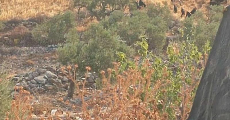 مستوطنون يمنعون الرعاة من رعي مواشيهم بالأغوار