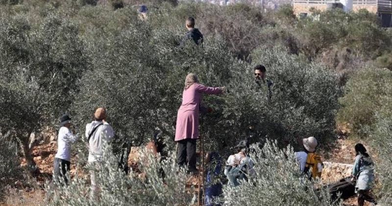 زيتون عورتا خلف الحواجز: مزارعون يُطردون من أراضيهم مع بداية موسم القطاف
