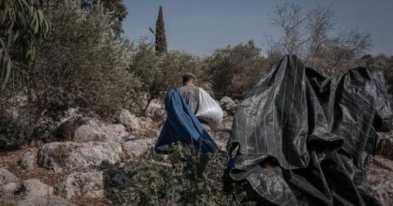 فتوى إسرائيلية تبيح للمستوطنين سرقة زيتون الفلسطينيين