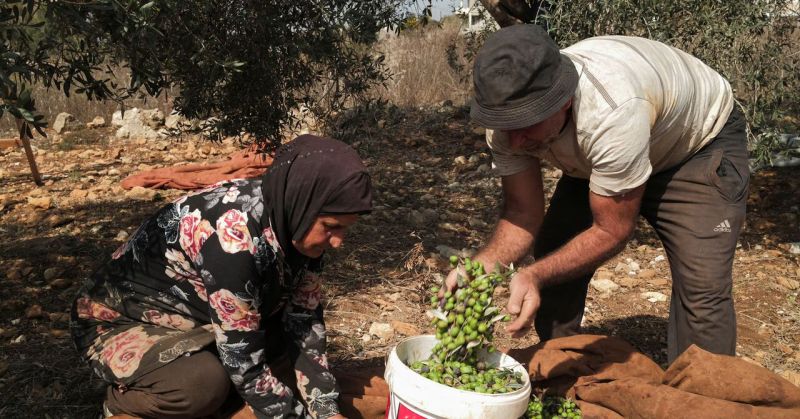 مزارعو الجنوب اللبناني يتحدون اعتداءات الاحتلال لإتمام موسم حصاد الزيتون