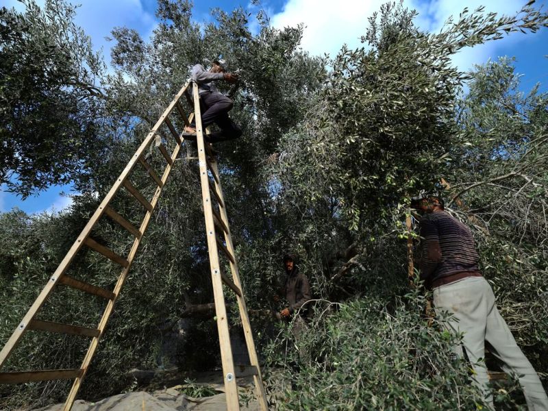موسم الزيتون الفلسطيني.. حرب الاحتلال واعتداءات المستوطنين تخنق «الذهب الأخضر»