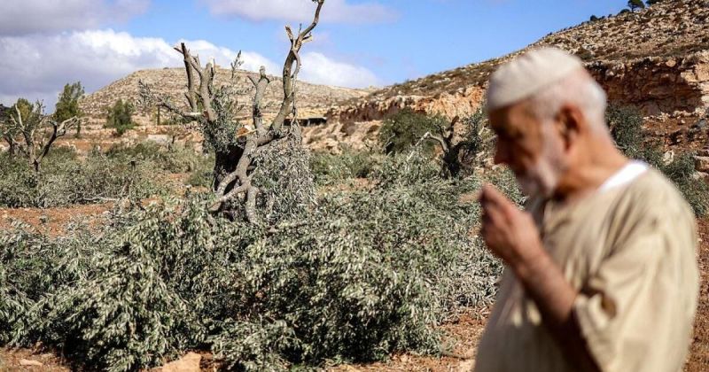 إصابات واعتداءات واسعة.. تصاعد هجمات المستوطنين على قاطفي الزيتون في الضفة