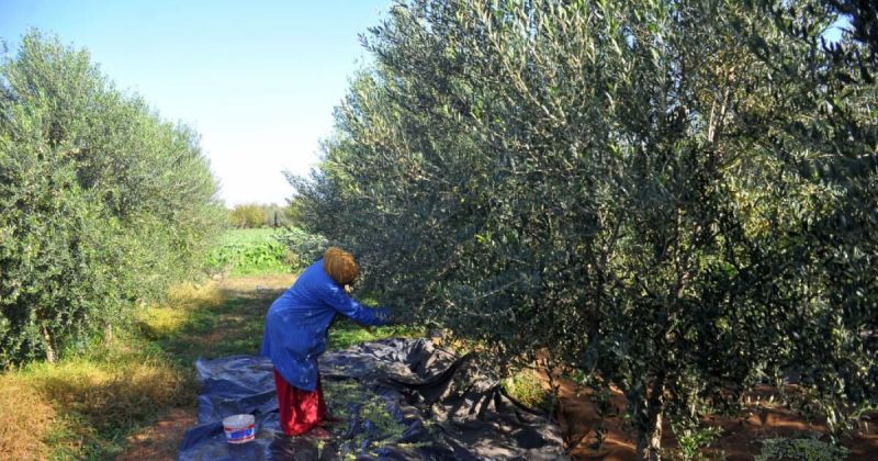 المرأة الريفية في يومها العالمي: فجوة واسعة بين العمل في الأرض وحقوق الملكية
