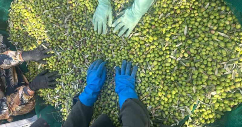 الذهب الأخضر تحت الحصار.. أهالي جنوب لبنان يواجهون عراقيل الاحتلال في موسم الزيتون