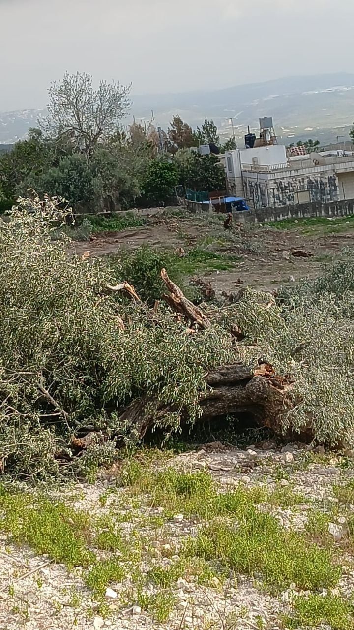 الاحتلال يقتلع أشجار زيتون جنوب نابلس ومستوطنوه يقتحمون "وادي الحيات" شمال أريحا