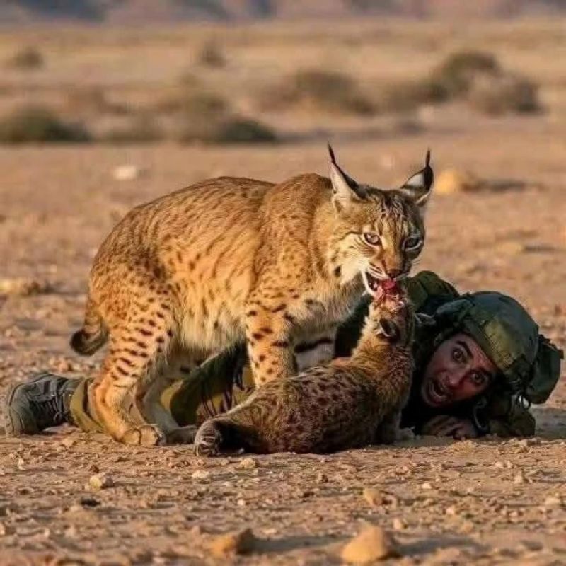 حيوانات تثأر لنفسها.. مقتل مجند إسرائيلي في حادثة غير مألوفة شمال رام الله