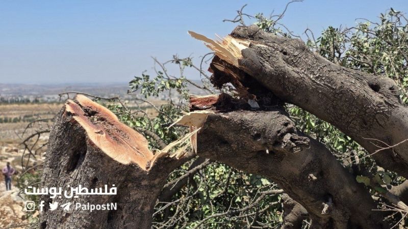 4 إصابات واقتلاع 60 شجرة جراء هجوم للمستوطنين جنوب الخليل
