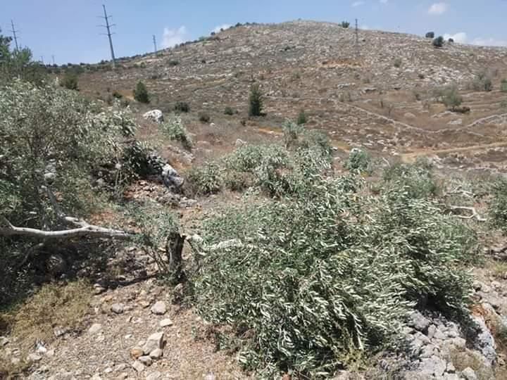 مستوطنون يكسرون أشجار الزيتون غرب سلفيت