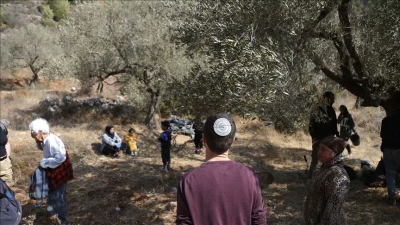 هيئة مقاومة الجدار: 20 اعتداءً على قاطفي الزيتون و10 معتقلين بالضفة