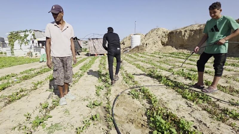 ألف يوم على الحرب.. كيف دمرت إسرائيل القطاع الزراعي بغزة؟