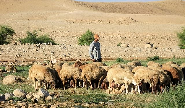 مستوطنون يهاجمون عرب الكعابنة في أريحا وينهبون أغناماً