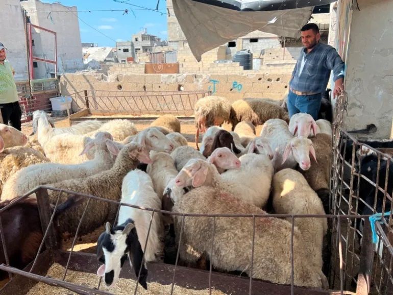 الحرب ترفع أسعار المواشي وتحاصر ما تبقى من الثروة الحيوانية