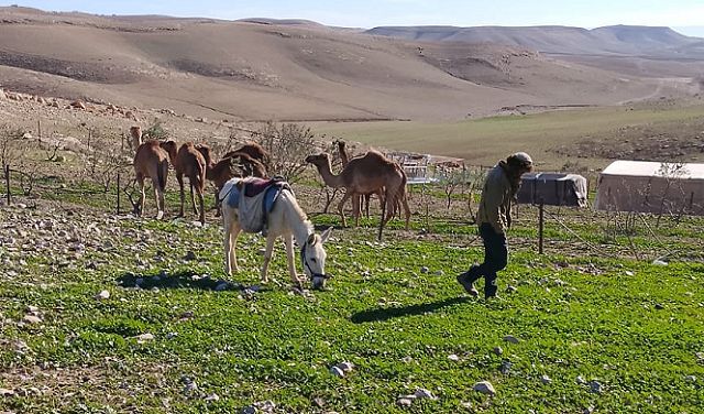 محكمة إسرائيلية تقضي بإعادة مهجّري قريتين في مسافر يطا