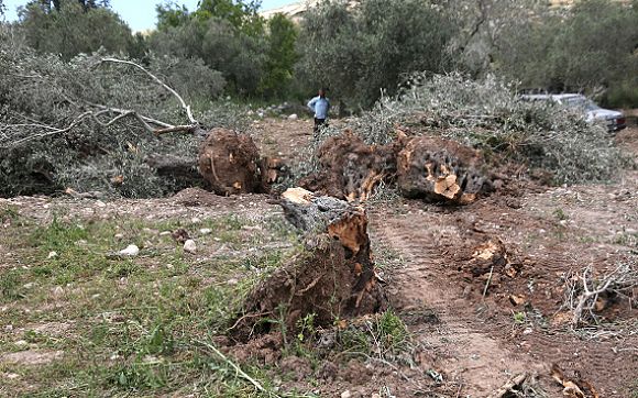 مستوطنون يقتلعون 1000 شجرة زيتون في ترمسعيا