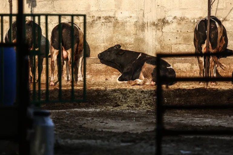 الأزمة الاقتصادية واعتداءات المستوطنين تضرب سوق الأضاحي في الخليل