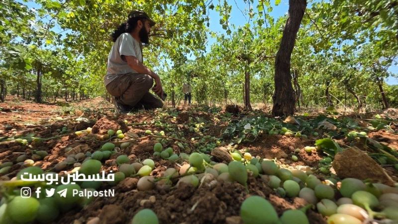 اعتداء استيطاني يتلف 4 أطنان من العنب في حلحول