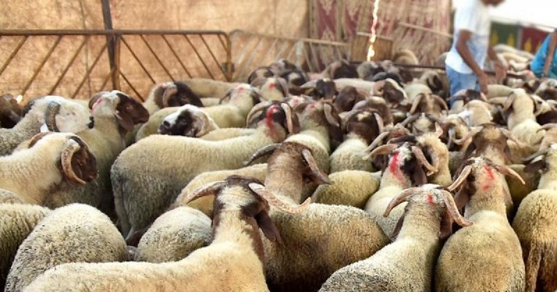 الإعلام الحكومي: الاحتلال يمنع دخول 41 ألف رأس ماشية إلى غزة