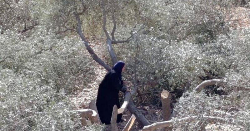 مستوطنون يحطمون 120 شجرة زيتون في مسافر يطا جنوب الخليل