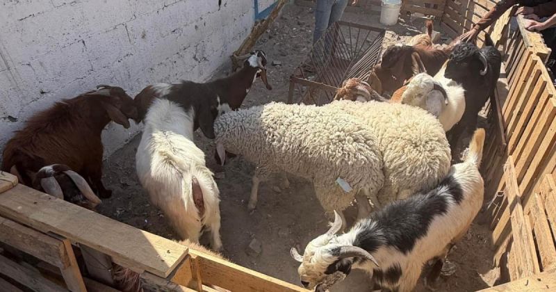 للعام الثالث.. الأضاحي تغيب عن غزة والمواشي تتحول إلى حلم باهظ