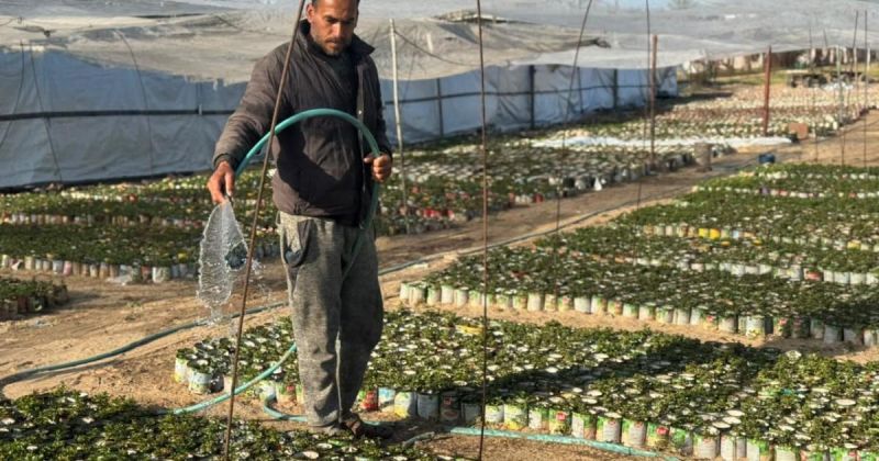 بين الركام والصدأ.. شتلات صغيرة تتحدى خراب غزة