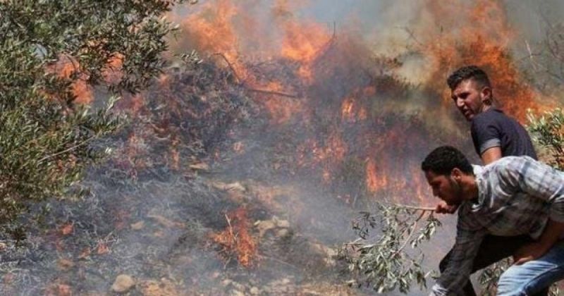 تصعيد اعتداءات المستوطنين جنوب نابلس: إحراق أراضٍ واستهداف مركبات المواطنين