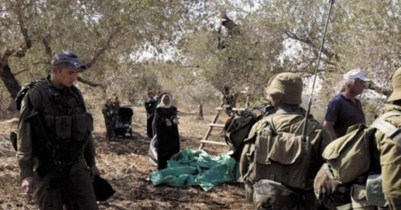 الاحتلال يمنع المزارعين من قطف ثمار الزيتون غرب رام الله