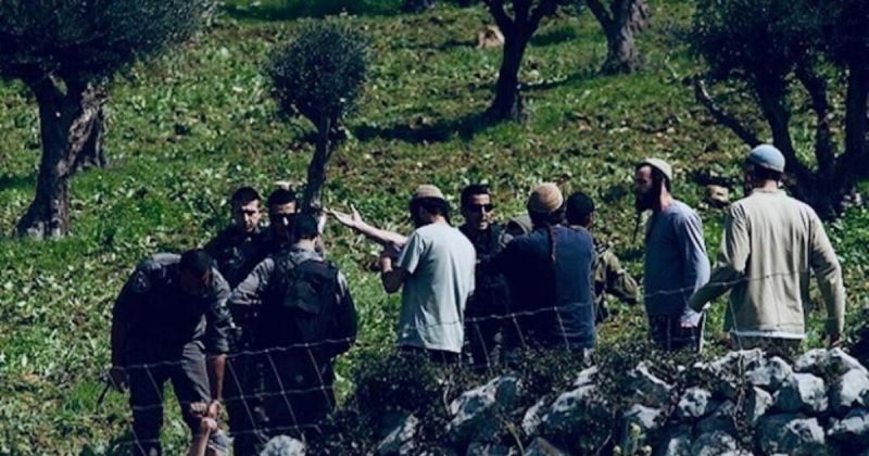 حاخام إسرائيلي يبيح سرقة زيتون الفلسطينيين بالضفة