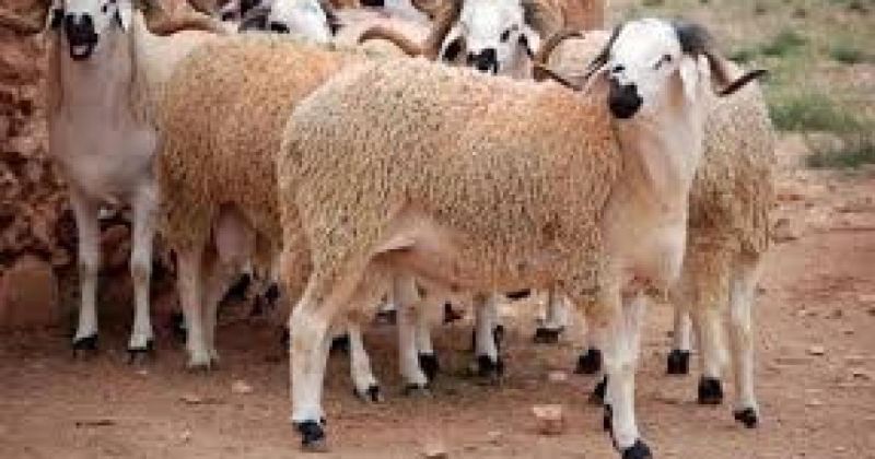 ارتفاع قياسي في أسعار الأضاحي بالخليل
