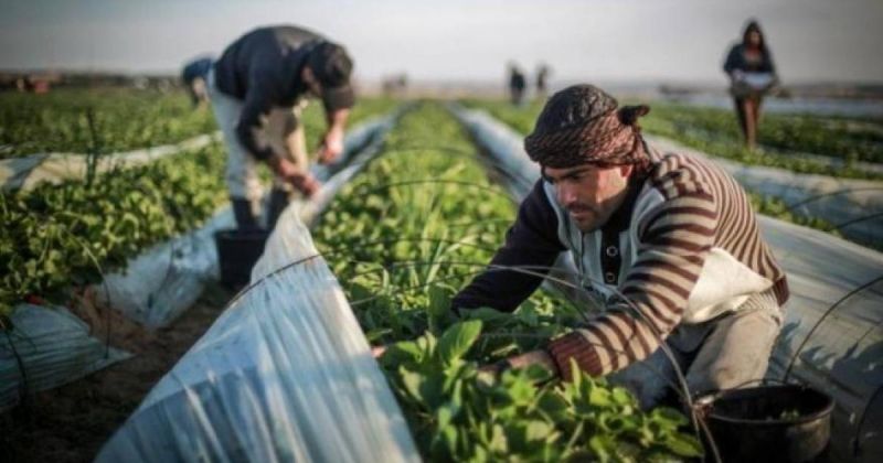 الزراعة: حملة تحصين وطنية لمواجهة الحمى القلاعية وحماية الثروة الحيوانية