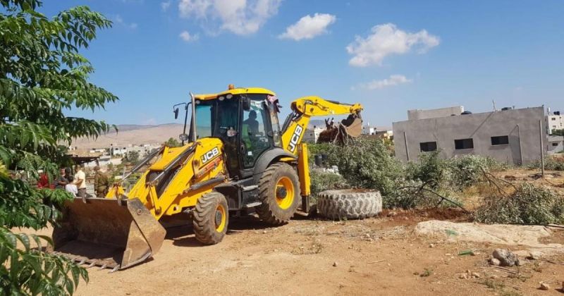الاحتلال يقتلع أكثر من 400 شجرة زيتون في بيت ريما