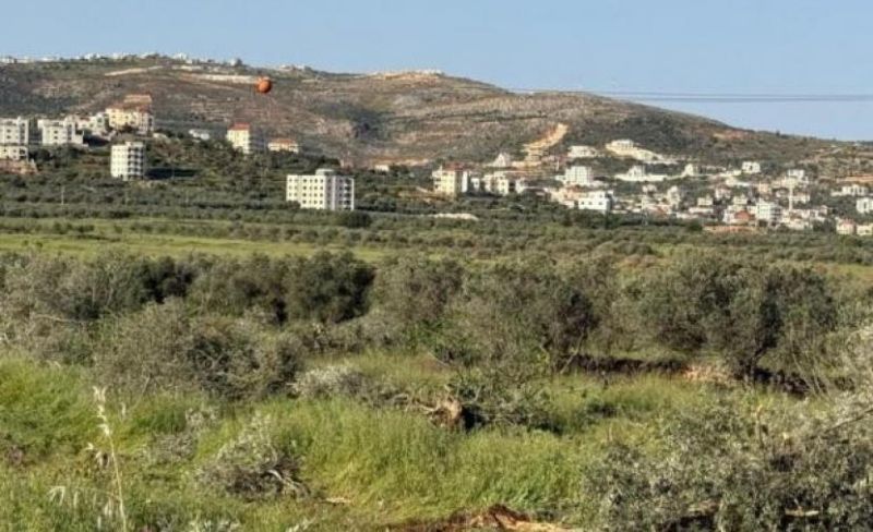 مستوطنون يقطعون نحو 400 شجرة زيتون شمال رام الله