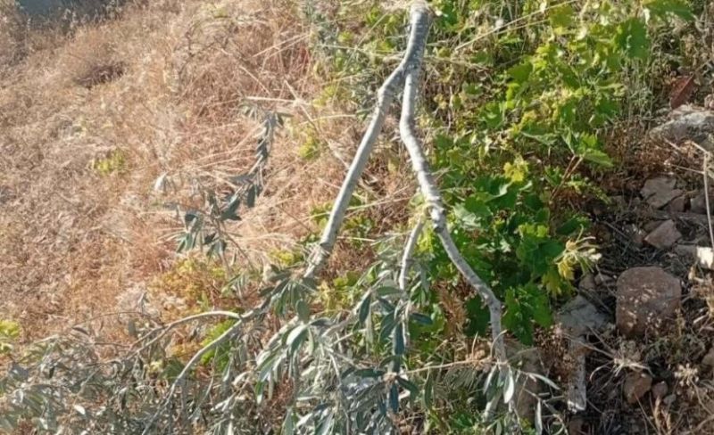 مستوطنون يقطعون 150 شجرة شرق سلفيت