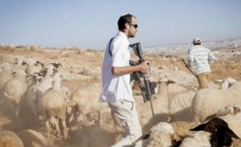الضفة الغربية.. سرقة المواشي أداة جديدة لاقتلاع وتهجير الفلسطينيين