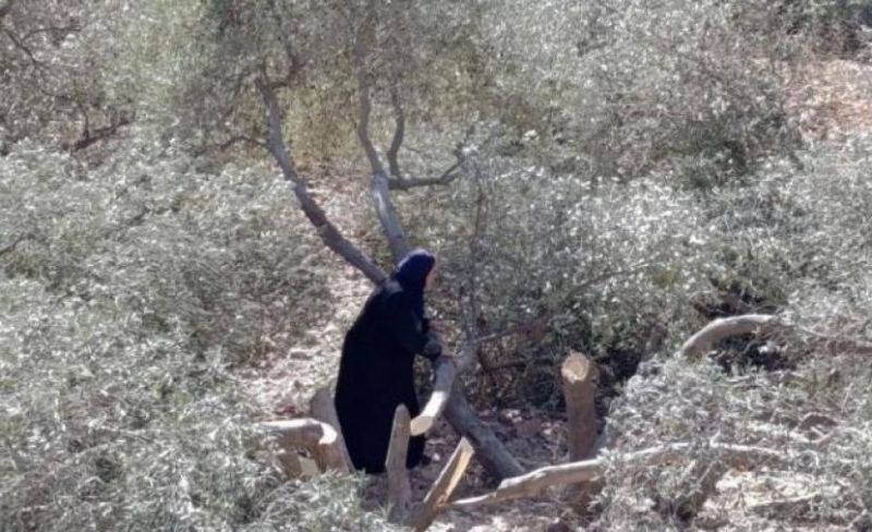 مستوطنون يحطمون 120 شجرة زيتون في جنوب الخليل