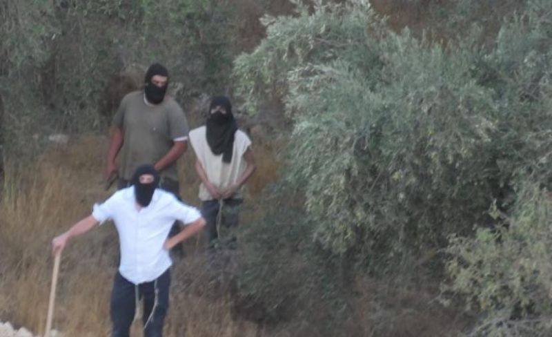مستوطنون يهاجمون قاطفي الزيتون وطلبة جنوب الخليل