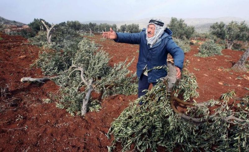 أراضٍ يخشى أصحابها الوصول إليها.. اعتداءات المستوطنين تهدد أرزاق مزارعي الضفة