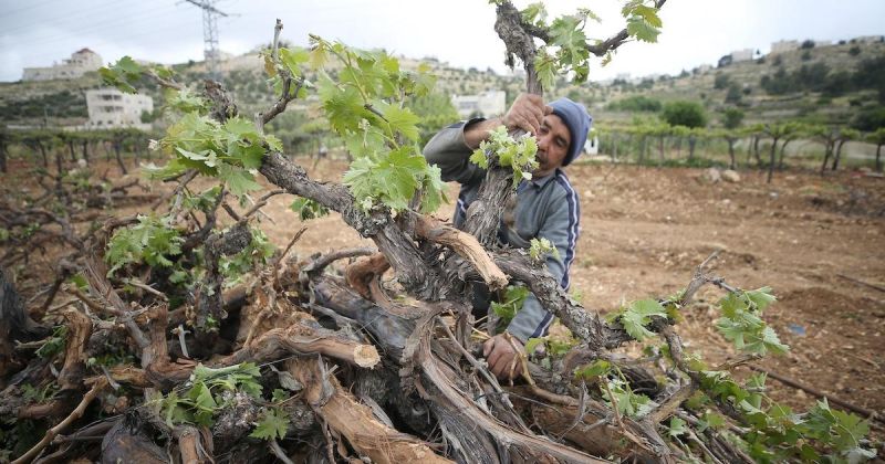 الضفة الغربية والقدس: إصابات واعتقالات وهدم منشآت وتصعيد استعماري في يوم واحد