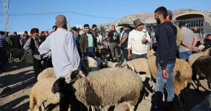 "الزراعة": 43 ألف عملية تطعيم وترقيم للثروة الحيوانية