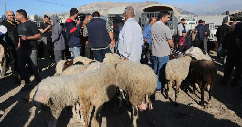 إقبال موسمي على أسواق المواشي في نابلس قبيل عيد الأضحى