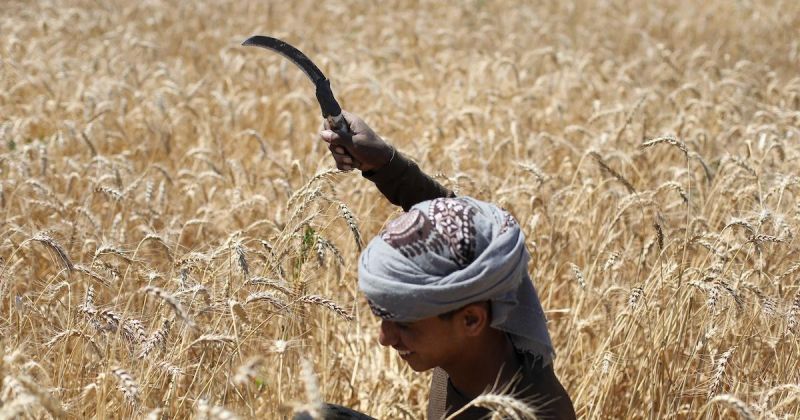 قمح تحت النار… مزارعو دير البلح يحصدون ما تبقى من الحياة