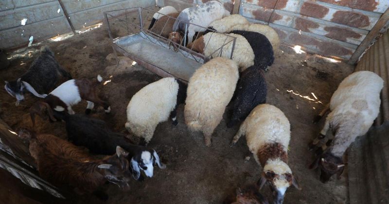 أضاحٍ قليلة وأسعار تثقل كاهل الغزيين قبيل العيد