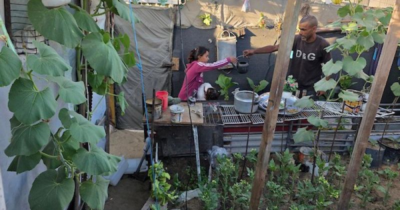 نازح فلسطيني يزرع الخضراوات بجوار خيمته في خان يونس